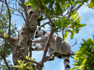 Cute ring-tailed lemurs relaxing in the forest