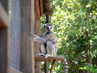 Cute ring-tailed lemurs relaxing in the forest