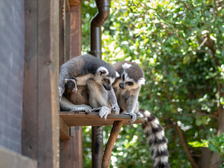Cute ring-tailed lemurs relaxing in the forest