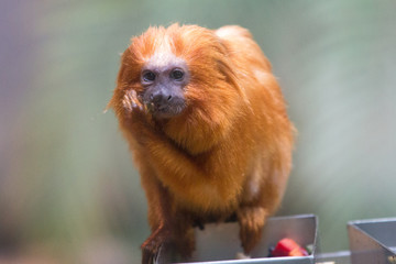Golden Lion Tamarin  (Goldene Löwenäffchen, Goldgelbes Löwenäffchen, Leontopithecus rosalia)