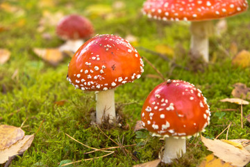 fly agaric mushroom in the forest