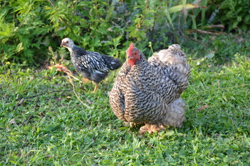 poule et poussin herbe vert marchent ensemble accompagne