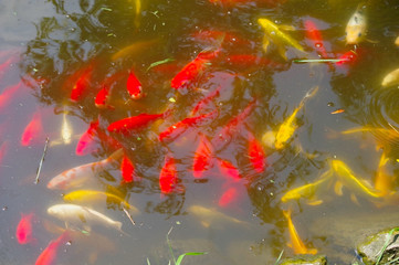 Tropical Fish in aquarium