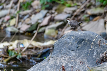 Wasseramsel