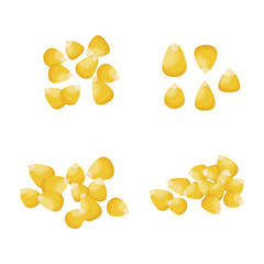 Corn grains. Corn seeds. Isolated on white background. Vector illustration.