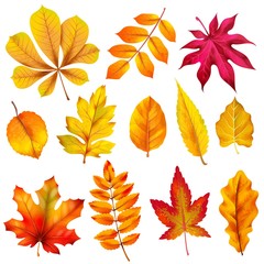 Realistic autumn leaves. Fall orange wood foliage of chestnut and maple. Oak and ash, linden and birch leaf isolated vector set