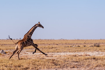 A galloping Giraffe - Giraffa Camelopardalis- on the plains of Etosha National Park, Namibia.