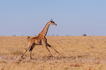 A galloping Giraffe - Giraffa Camelopardalis- on the plains of Etosha National Park, Namibia.