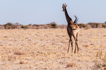 Closeup of a Galloping Giraffe on the plains of Etosha National Park, in Northern Namibia.