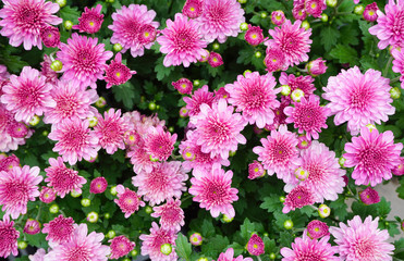 Group pink mums flowers blooming at flower garden,pattern nature top view background,chrysanthemum