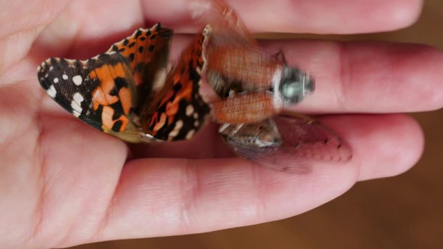 dead insects in hand, palm