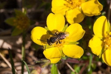 Frühlingsfingerkraut mit Biene