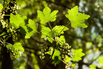 Johannisbeerstrauch mit Blüten