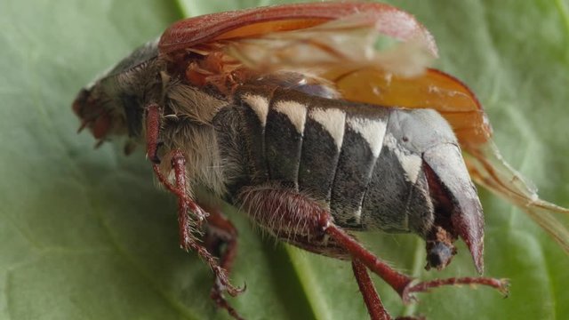cockchafer, maybug, dumbledore, beetle extreme macro, head