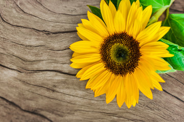 Beautiful Sunflower on wooden background, with place for text