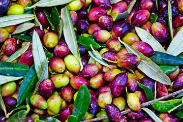 Greek olives harvested into sacks in Messinia, Greece.