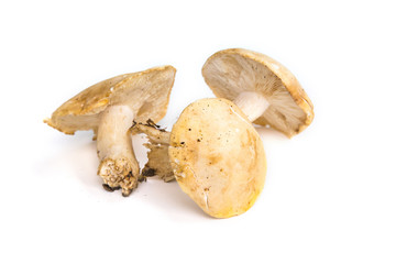 Champignons