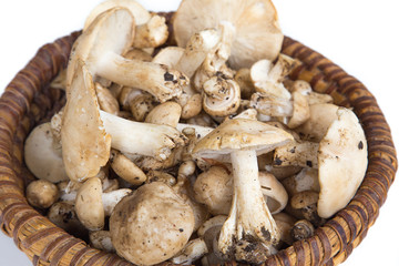 Champignons