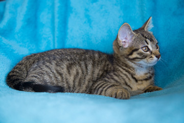 Chaton