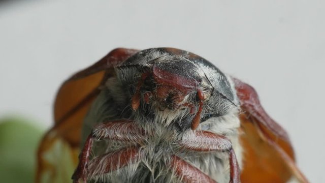 cockchafer, maybug, dumbledore, beetle extreme macro, head