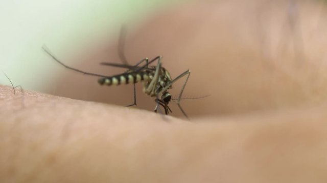 Aedes aegypti Mosquito. Close up a Mosquito sucking human blood,Mosquito Vector-borne diseases,Chikungunya.Dengue fever.Rift Valley fever.Yellow fever.Zika.Mosquito on skin