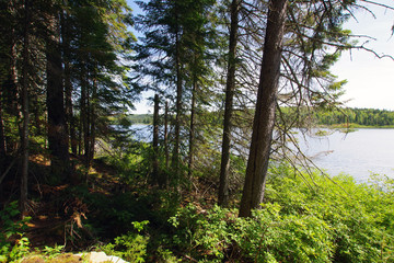 Fototapeta premium Nature du parc national de la Mauricie au Québec