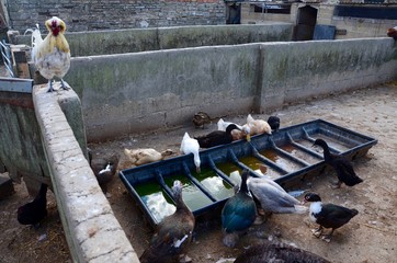 Hens and ducks at a farmyard water trough