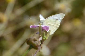 Small cabbage white butterfly on a flower
