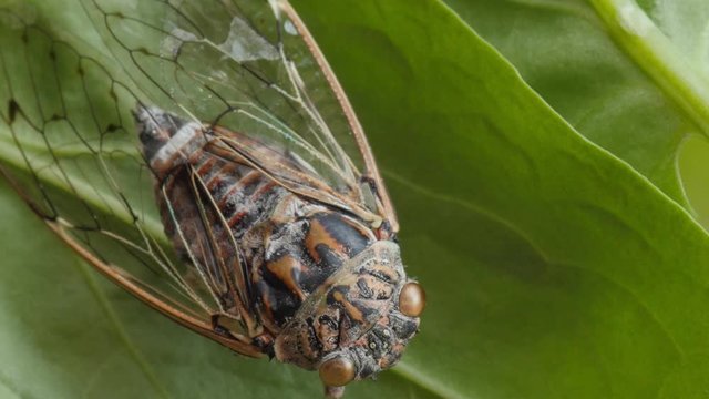 cicada, cicala, extreme macro shot, head