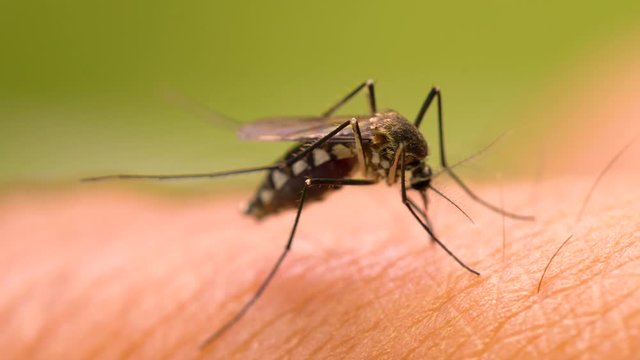 Aedes aegypti Mosquito. Close up a Mosquito sucking human blood,Mosquito Vector-borne diseases,Chikungunya.Dengue fever.Rift Valley fever.Yellow fever.Zika.Mosquito on skin