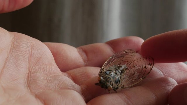 cicada, cicala, extreme macro shot, head
