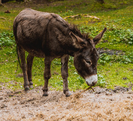 Osioł, osiołek © Dreamnordno