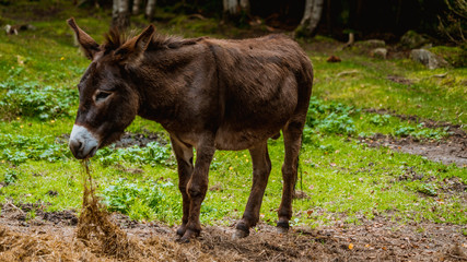 Osioł, osiołek © Dreamnordno