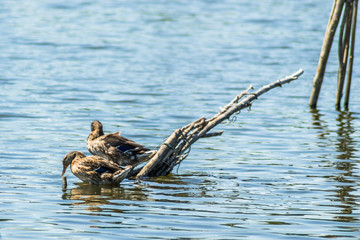 ducks sunning itself on the branches that protrude from the water of the lake