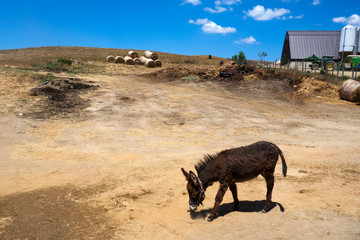 Donkey on the farm