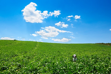 Happy dog running through a cultivated field. A green field and a blue sky with clouds, the dog is a Dalmatian.