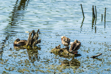 ducks sunning itself on the branches that protrude from the water of the lake