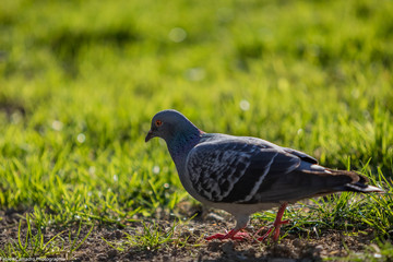pigeon