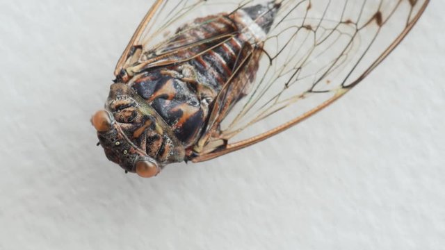 cicada, cicala, extreme macro shot, head