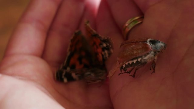 showing dead insects in hand, palm
