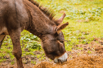Osioł, osiołek © Dreamnordno