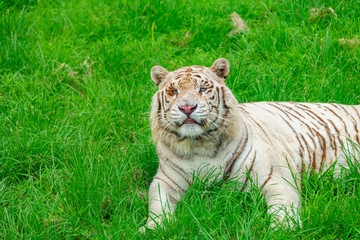 Fototapeta na wymiar A white tiger on the green grass of a wildlife park
