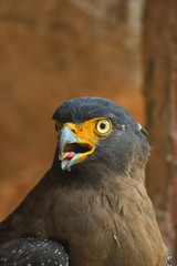 Crested serpent eagle in close up