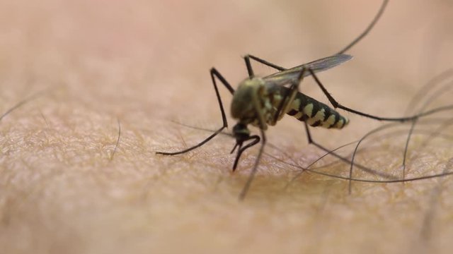 Aedes aegypti Mosquito. Close up a Mosquito sucking human blood,Mosquito Vector-borne diseases,Chikungunya.Dengue fever.Rift Valley fever.Yellow fever.Zika.Mosquito on skin