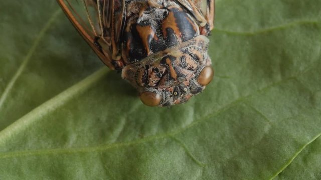 cicada, cicala, extreme macro shot, head