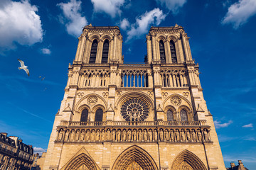 Fototapeta na wymiar Notre Dame de Paris cathedral with seagulls flying over it, France. Notre Dame de Paris Cathedral, most beautiful Cathedral in Paris. Cathedral Notre Dame de Paris, destroyed in a fire in 2019, Paris.