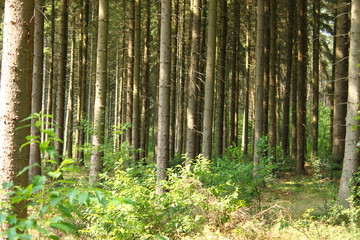 dense forest in summer, trees in the forest