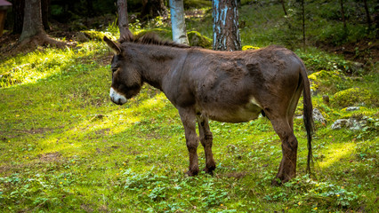 Osioł, osiołek © Dreamnordno