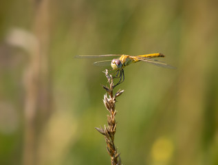 Yellow dragonfly - Red-veined Darter, Sympetrum fonscolombii.