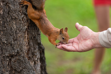 Squirrel on a tree eats nuts from a hand, close-up